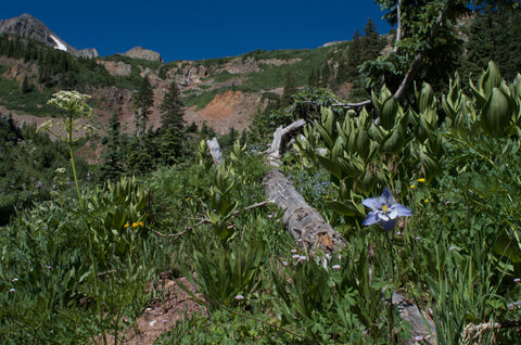 Highline Loop La Plata Mountains Columbine flowers